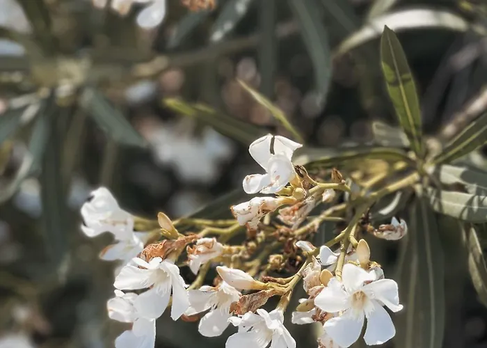 The Mykonos House - Newly Renovated Near Town 度假居